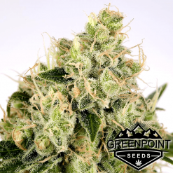 Copper Chem Cannabis Seeds