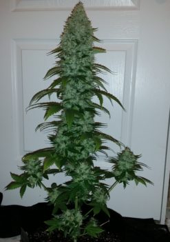 Hickok Haze strain Greenpoint Seeds
