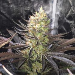 Sundance Kid seeds (Sunset Sherbert x Stardawg strain) | Greenpoint Seeds