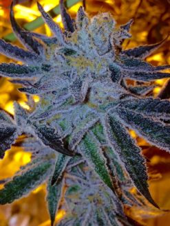 Cackleberry strain - Greenpoint Seeds