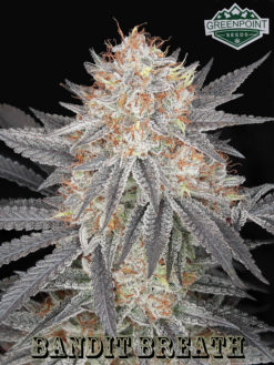 Bandit Breath (OGKB Seeds) - Greenpoint Seeds
