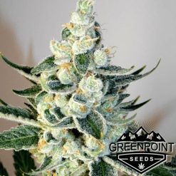 Blizzard Bush Cannabis Seeds