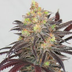 Blue Dream Cannabis Seeds - Dreamcatcher