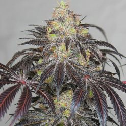 Bodega Bubblegum Seeds - Greenpoint Seeds