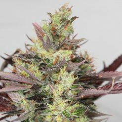 Chinook Haze Cannabis Seeds