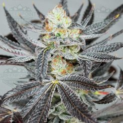 Cookies N' Chem - Cannabis Seeds - Greenpoint Seeds