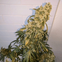 Dynamite Diesel Cannabis Seeds