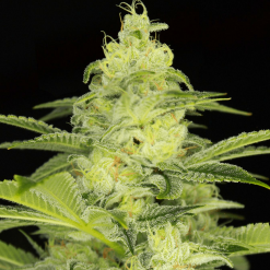 Evergreen Cannabis Seeds - Greenpoint Seeds - Seed Bank