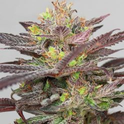 Durban Poison x Stardawg - Greenpoint Seeds