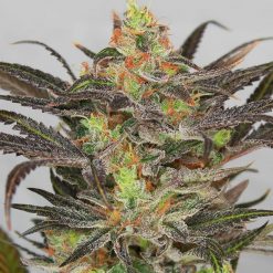 Golden Nugget - Golden Goat Seeds - Greenpoint Seed Bank