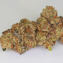 Hell's Angels PG Kush x Stardawg - Cannabis Seeds