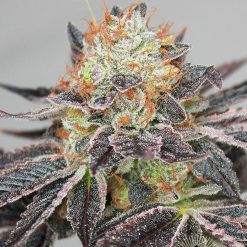 Shuteye x Stardawg - Hibernate - Greenpoint Seeds