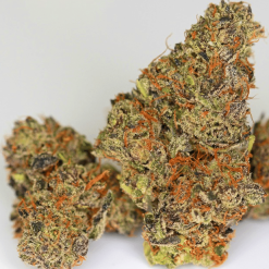 Night Rider (I-95 x Stardawg Seeds) - Greenpoint Seeds