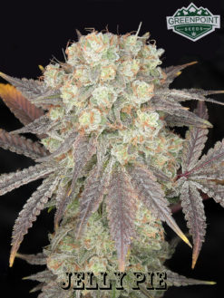 Jelly Pie strain Greenpoint Seeds