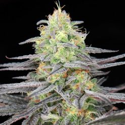 Raindance Cannabis Seeds - Greenpoint Seeds