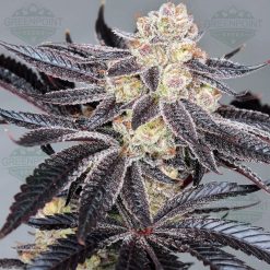 Tomahawk Cannabis Seeds - Greenpoint Seed Bank