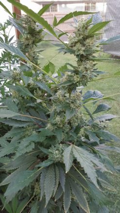 Garlix - Chem DD x Star Dawg Greenpoint Seeds