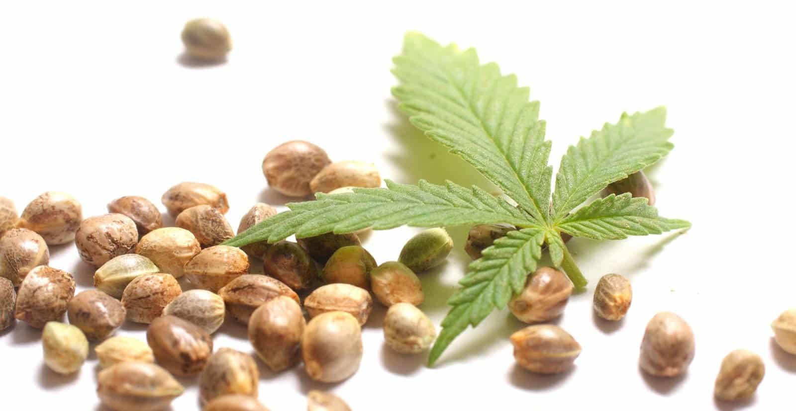 feminized cannabis seeds for sale