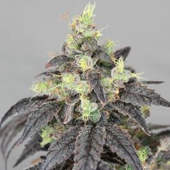 Starfighter Stardawg Strain - Gunslinger - Greenpoint Seeds