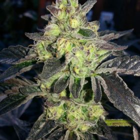 Do Si Dos Cannabis Seeds - Greenpoint Seeds