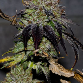 Gelato #45 S1 Marijuana Seeds - GPS