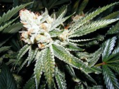 Gorilla Glue #4 Cannabis Seeds - Greenpoint Seeds
