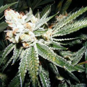 Gorilla Glue #4 Cannabis Seeds - Greenpoint Seeds