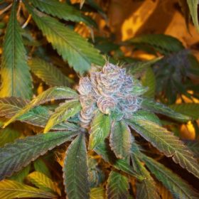 Mimosa Seeds S1 Weed Seeds - Greenpoint Seeds