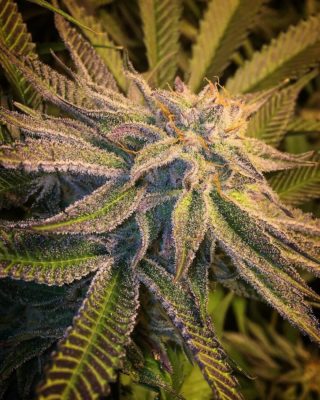 Purple Punch S1 Seeds - Greenpoint Seeds