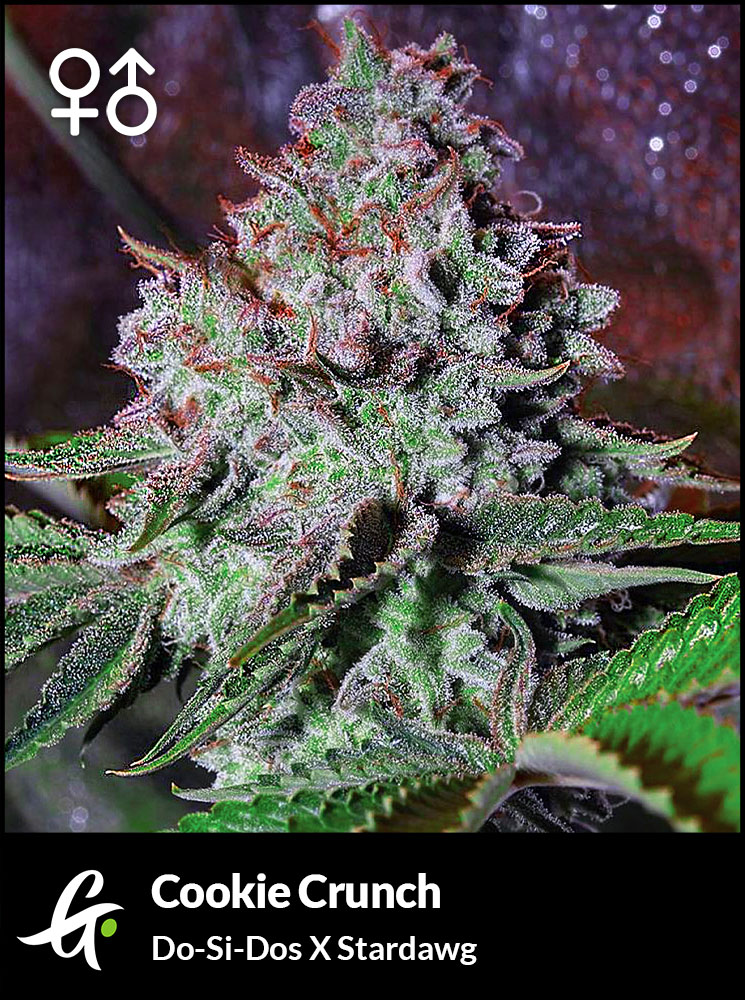 Cookie Crunch cannabis seeds