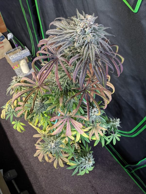 Image #7 from GreenPointGrower93