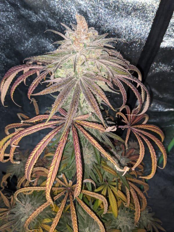 Image #8 from GreenPointGrower93