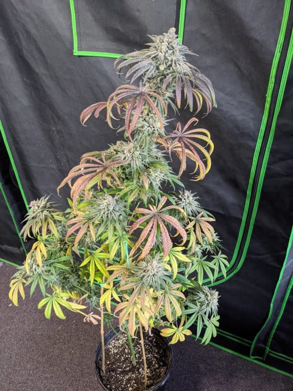 Image #6 from GreenPointGrower93