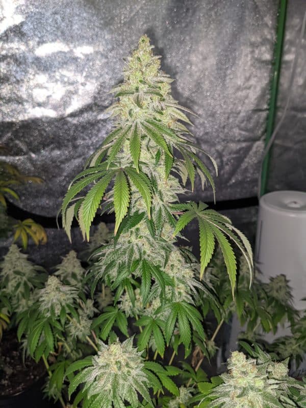 Image #5 from GreenPointGrower93