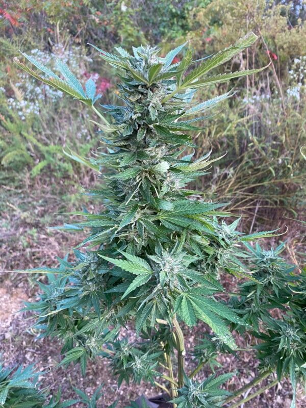 Image #1 from Justin W