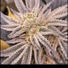 Purple Chem