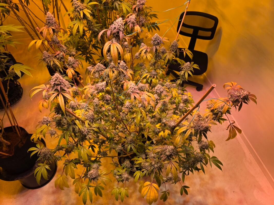 Image #2 from Steven Bush jr