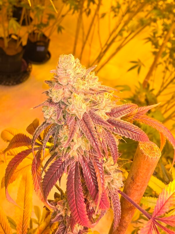 Image #1 from Steven Bush jr