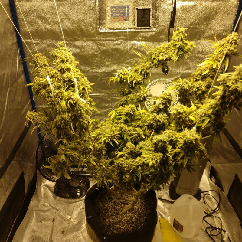 Image #11 from 7GallonCrop