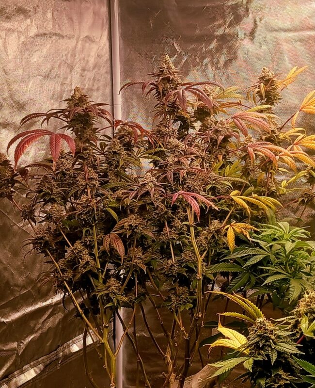 Image #1 from Gerald Blount