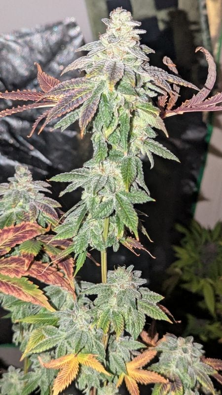 Image #1 from SoulD Flowerman