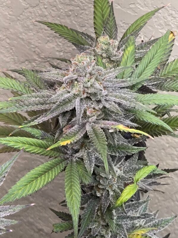 Image #4 from Thatguy420