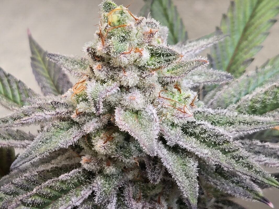 Image #3 from Thatguy420