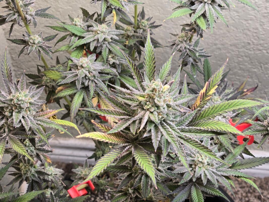 Image #5 from Thatguy420