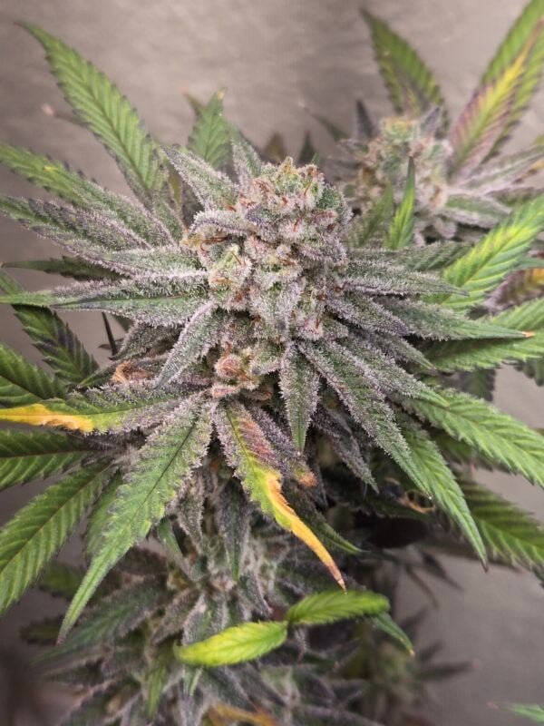 Image #2 from Thatguy420