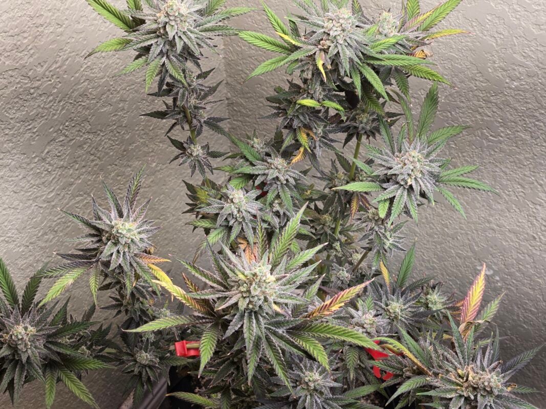 Image #1 from Thatguy420