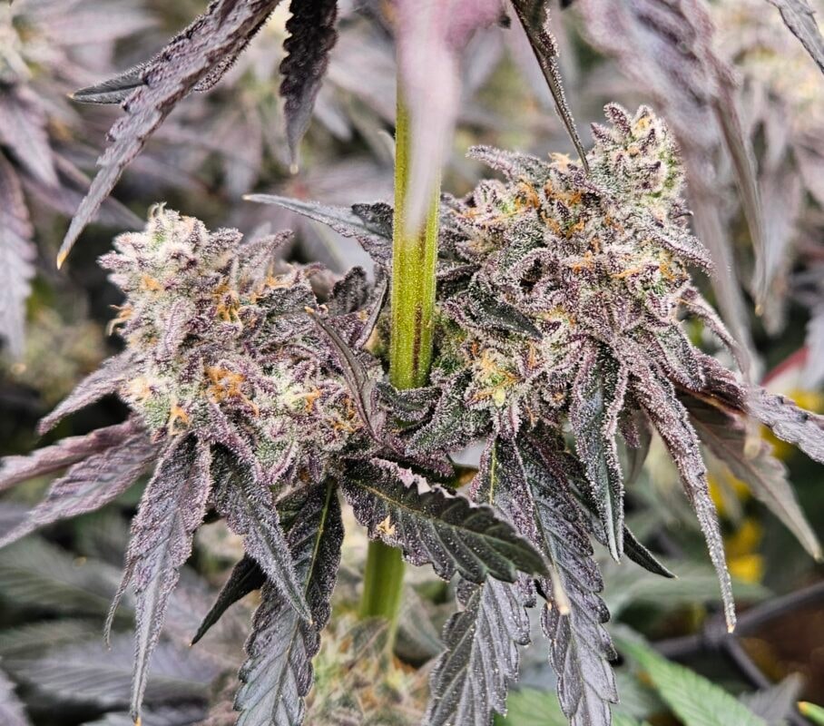 Image #3 from Hayden Smeltzer