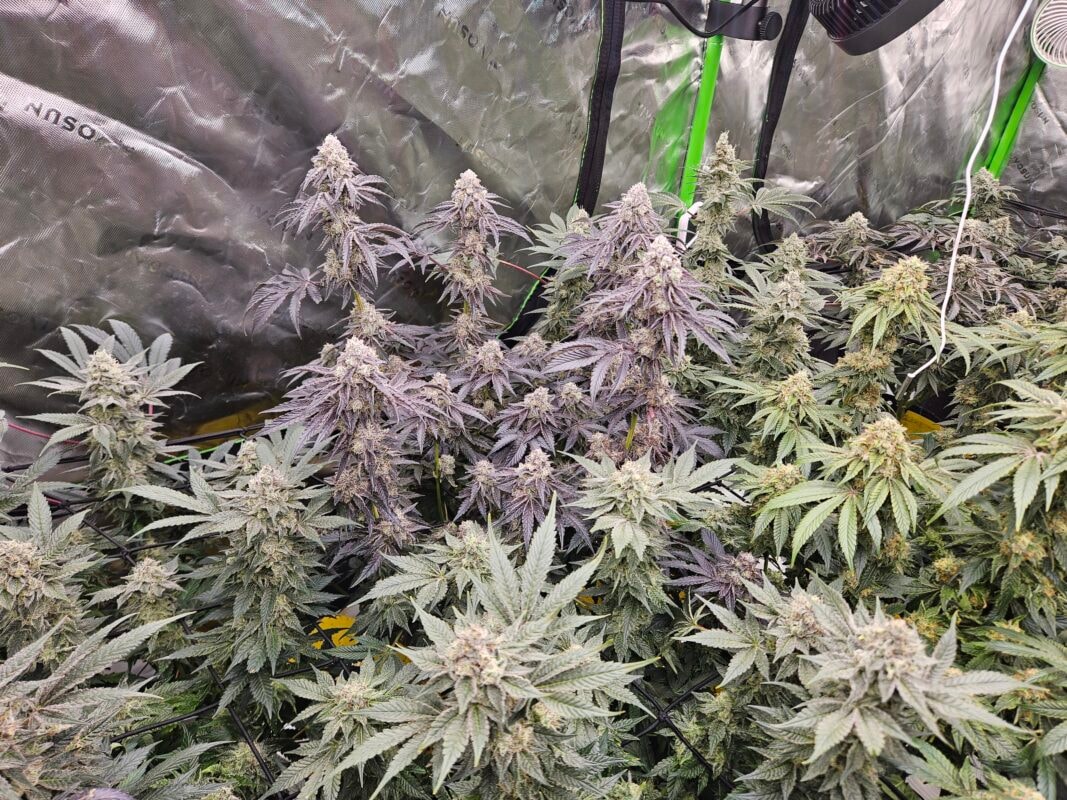 Image #4 from Hayden Smeltzer