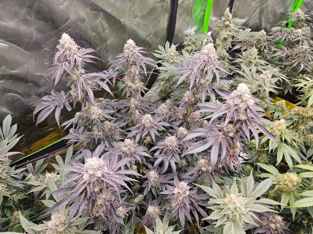 Image #2 from Hayden Smeltzer