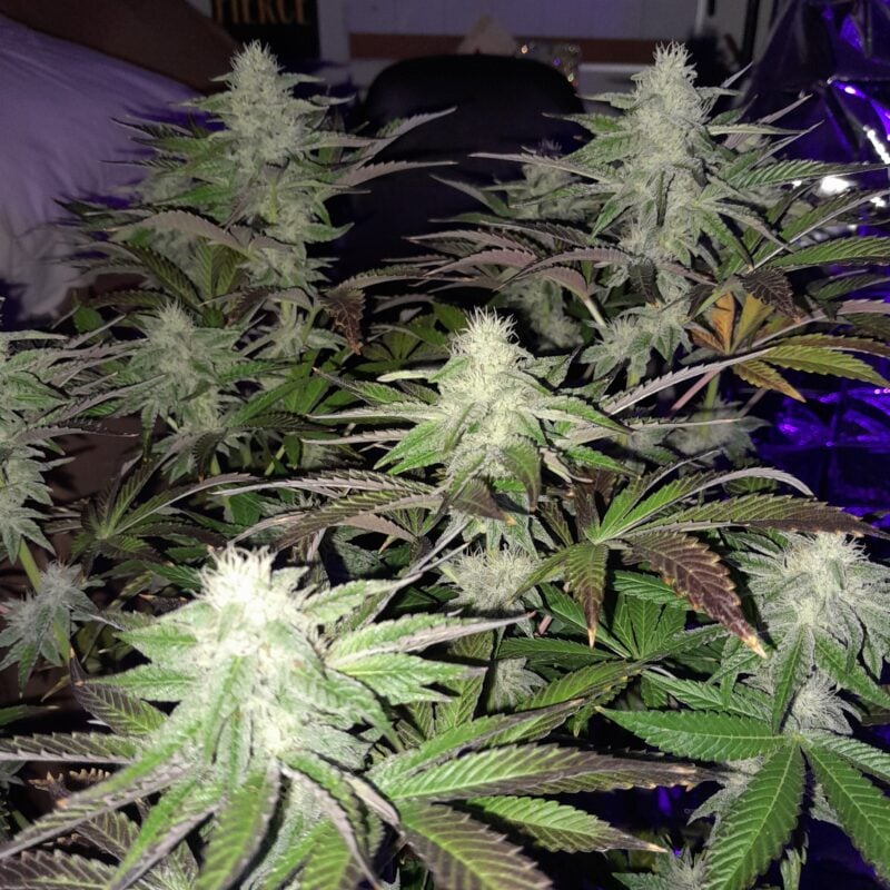 Image #1 from ppeg harrington